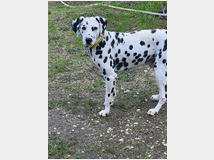 Dalmata